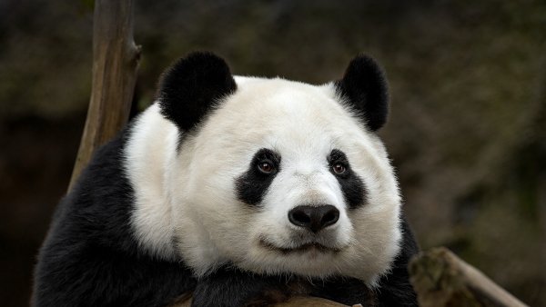 animals-hero-panda.jpg