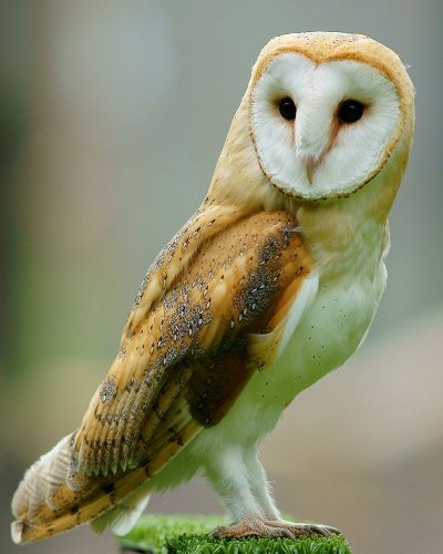 barn-owl.jpg