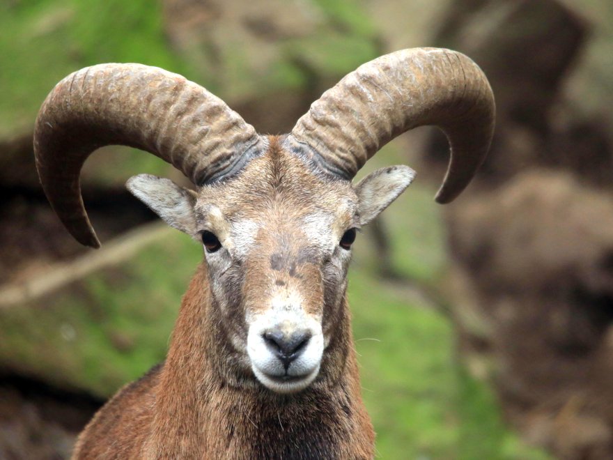 cypriot-male-mouflon.jpeg
