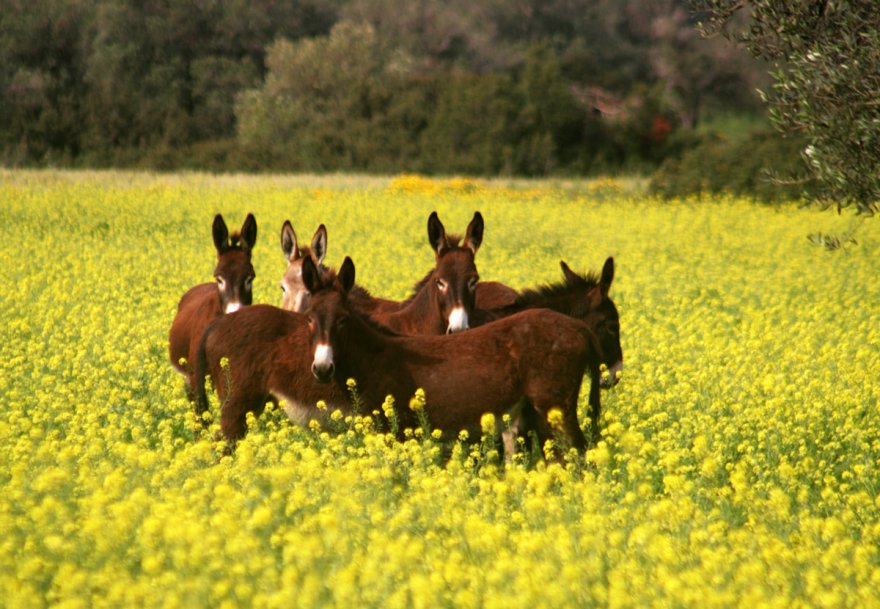cyprus-donkey2.jpg