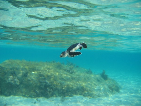dau-fen-edebiyat-deniz-kaplumbagalarini-koruma-projesi-14.jpg