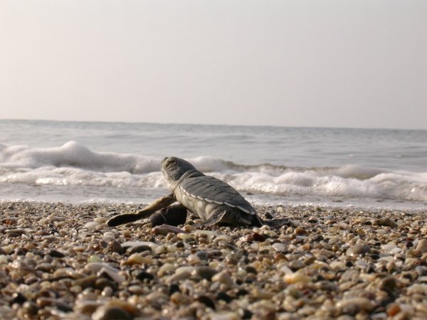 dau-fen-edebiyat-deniz-kaplumbagalarini-koruma-projesi-9.jpg