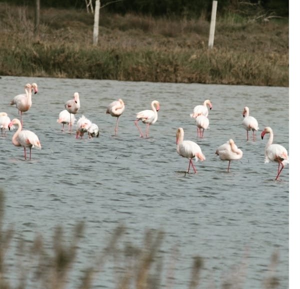 flamingo-1.jpg