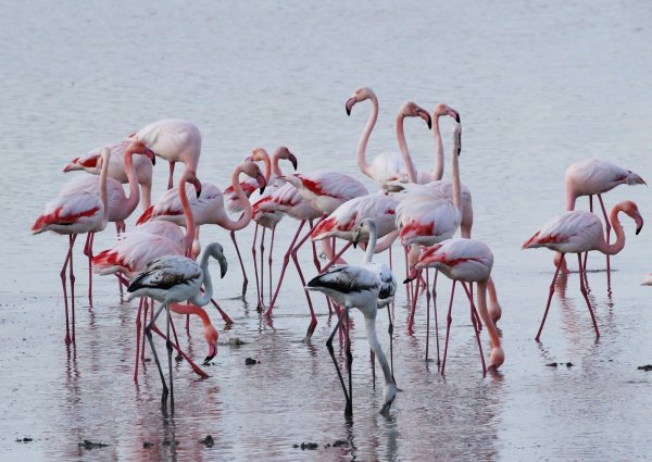 flamingolar-tuz-golu.jpg