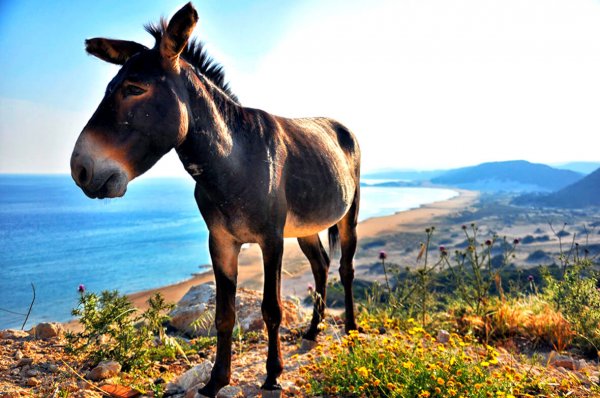 the-wild-donkeys-of-karpaz-national-park-north-cyprus-edit-e1570090101636.jpg