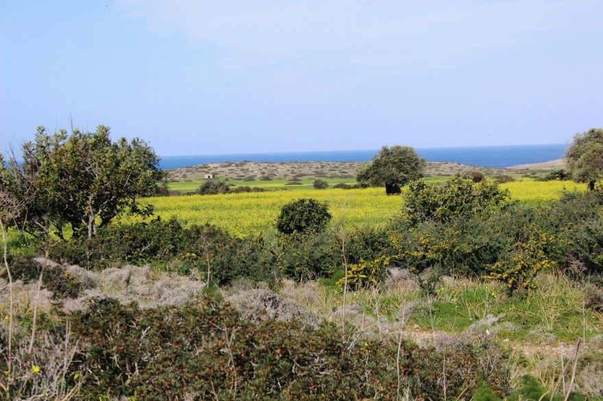 yalusadan-gorunum-foto-biodiversity-of-cyprus-grubundan.jpg